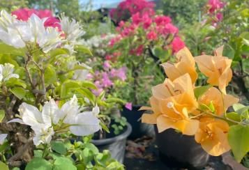 Planter le bougainvillier 