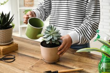 Nourrir les plantes de la maison