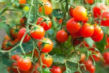 Légumes fruits : planter nourrir