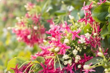 Planter des plantes mellifères 