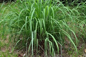 Planter de la citronnelle