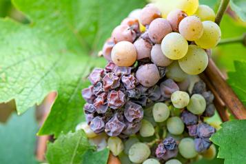 Les maladies de la vigne