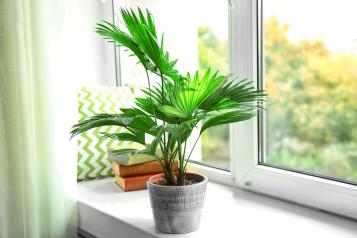Comment cultiver un palmier 