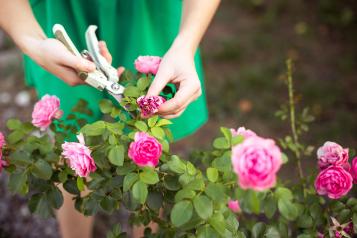 Pruning roses| David Domoney | Miracle Gro