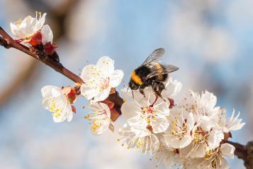 Bumble bee on flower - Miracle Gro - Love The Garden