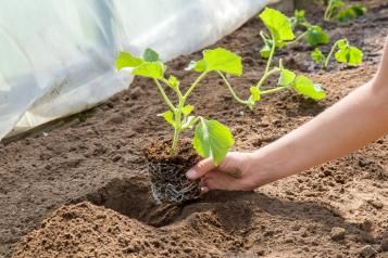 Comment cultiver les melons