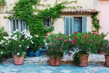 Agrumes et Plantes méditérranéènnes : Planter