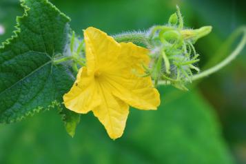 La pollinisation des concombres