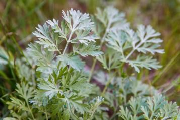 Planter de l'absinthe