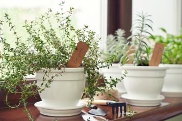 Windowsill Herb Garden | Love the Garden | Miracle Gro