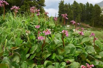 Tout savoir sur le bergenia