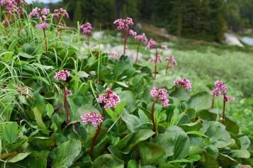 Tout savoir sur le bergénia