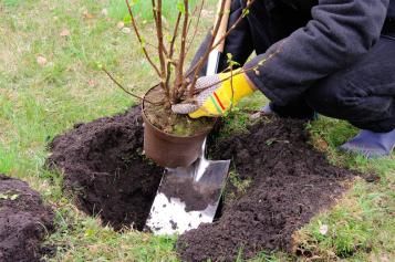 Planter une plante grimpante