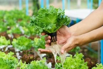 Le potager hydroponique : Mon jardin