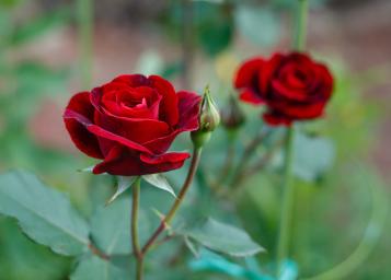 Love the Garden / Roses / Pruning