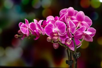 Les différentes variétés d'Orchidées