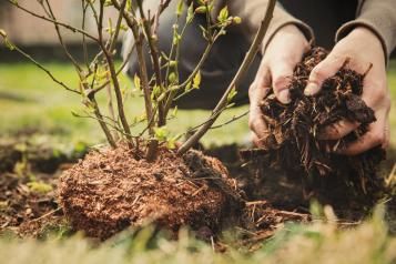 Le terreau horticole