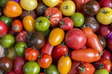 Les différentes variétés de tomates