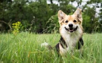 Bien avec mon chien