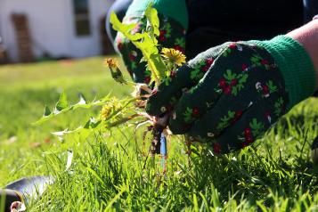 Removing weeds - Miracle Gro - Love The Garden