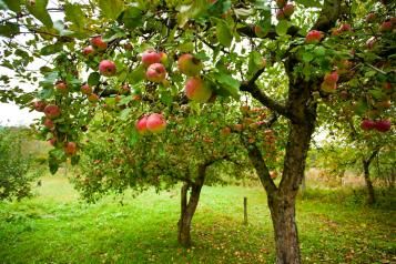 Planter un arbre fruitier