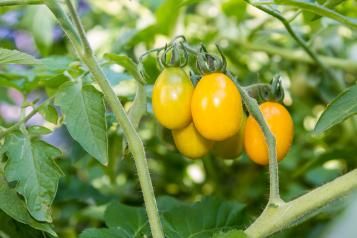 Les tomates cerises