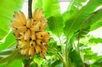 Planter un bananier