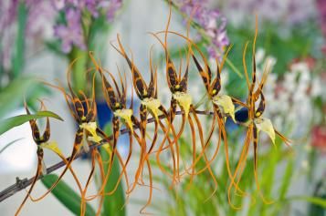 Entretien et culture des orchidées