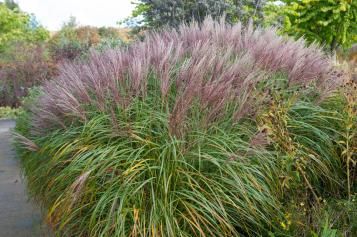 Planter du miscanthus dans son jardin
