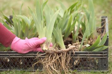 Comment planter les iris