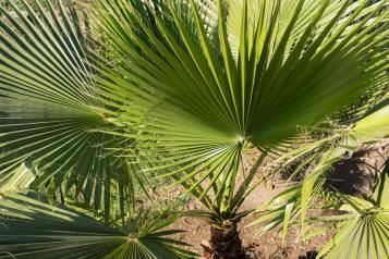 Cultiver des plantes exotiques en extérieur