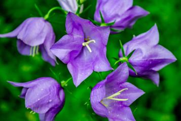 Les plantes à fleurs violettes