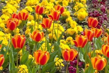 tulipe