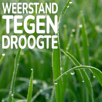 Substral Watersaver graszaden bestand tegen droogte