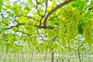 Sadzenie winorośli