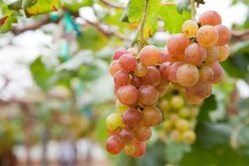Warunki do uprawy winogron