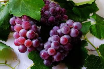 Pielęgnacja uprawy winogron