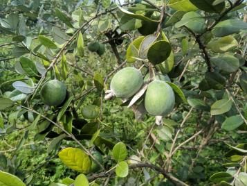 Ripe feijoa fruits hanging from a feijoa tree.