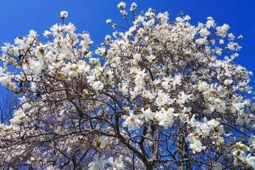 Image for Magnolia