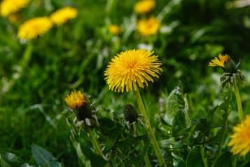 Close-up of yellow dandelion flowers.
