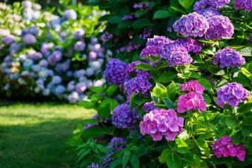 Image for Hydrangea