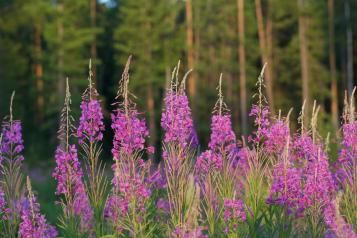 Tall stems of purple rosebay willowherb in flower in summer.