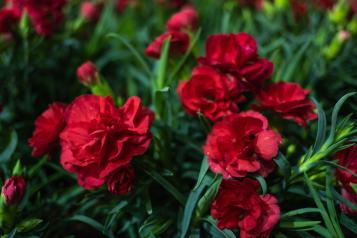 Image for Carnations