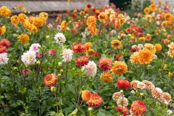A garden of different dahlia varieties in New Zealand.