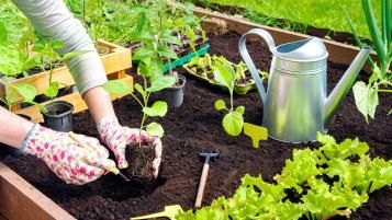Gardener’s hands planting vegetables in a raised bed filled with soil