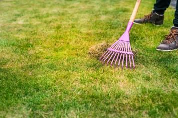 Scarifying lawn with pink spring tine rake to remove moss