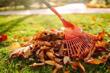 Close-up of a pile of fallen leaves on a lawn and a red rake head.