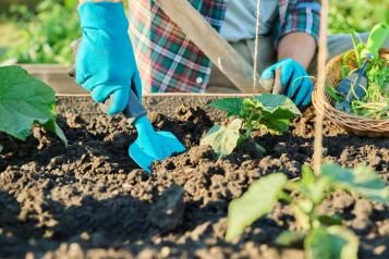 Close up of gardener’s hands digging using a trowel in a garden bed with plants.