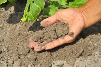 Close-up of gardener’s hand holding a handful of soil.