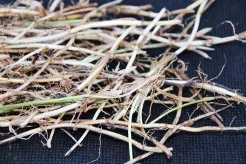 A tangle of white couch grass roots that have been dug up.